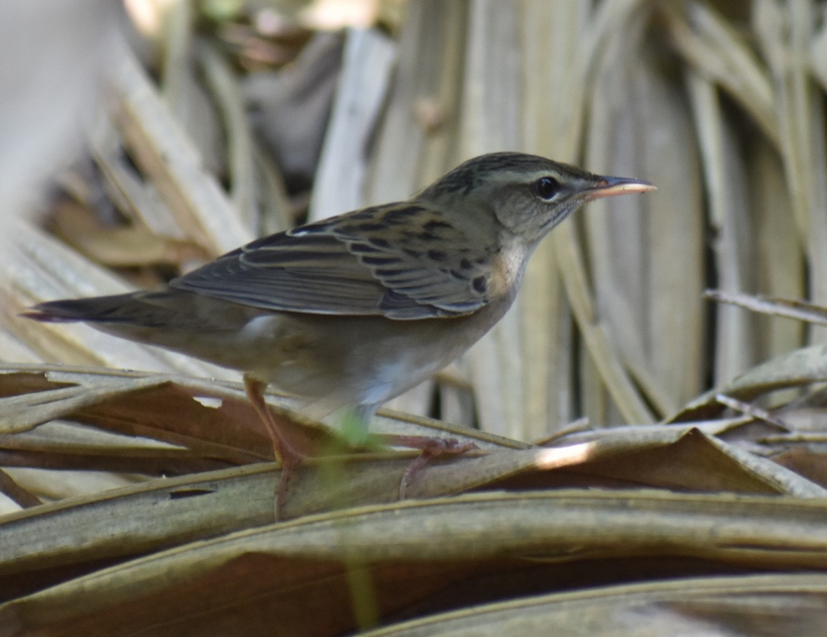 Pallas's Grasshopper Warbler - ML397761461