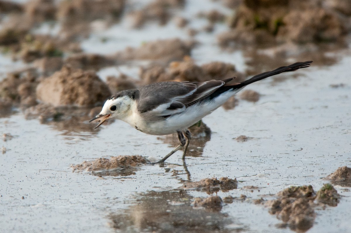 White Wagtail - ML397761501