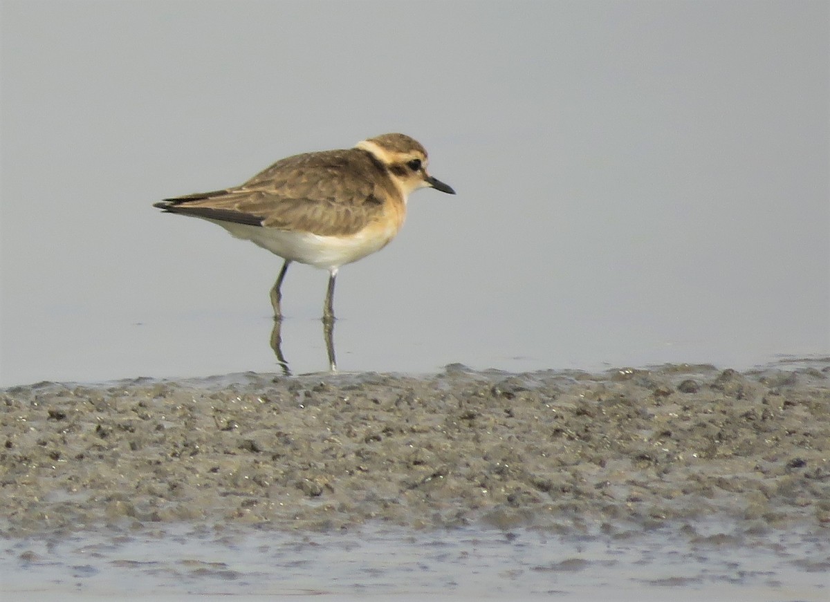 Kittlitz's Plover - ML397761621