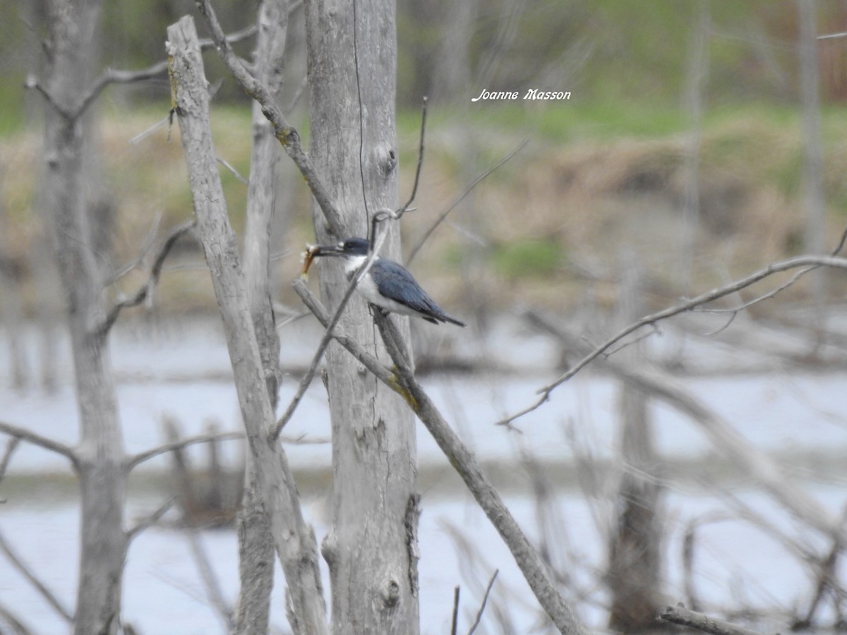 Belted Kingfisher - ML397762051