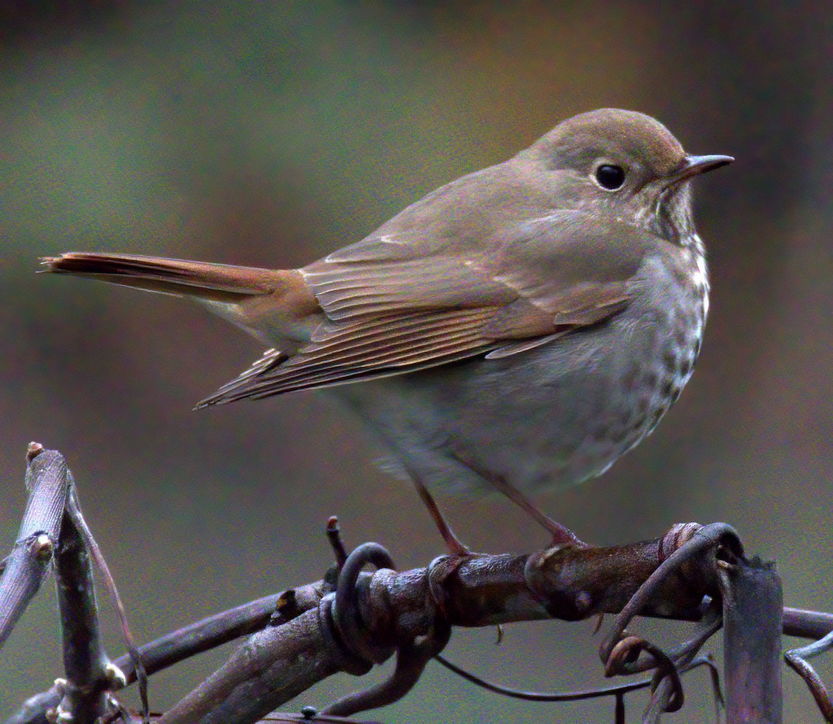 Hermit Thrush - ML397762451