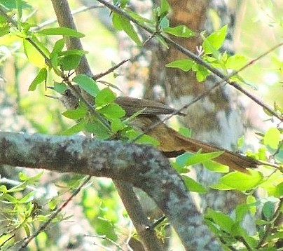 House Wren - Daniel Lescano