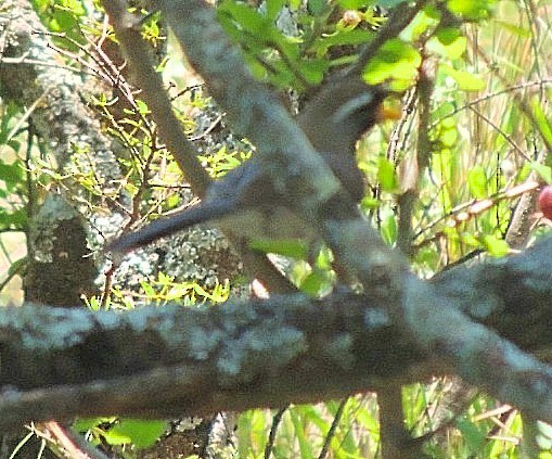 Many-colored Chaco Finch - ML397763361