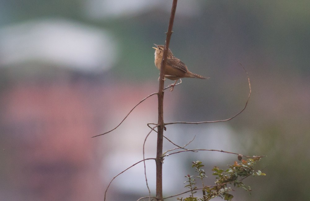 Troglodyte de Latham (aequatorialis) - ML39776341