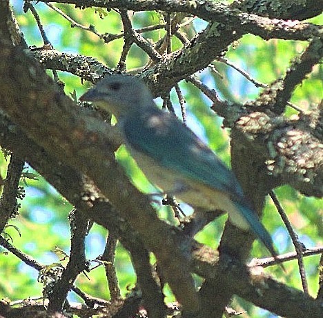 Sayaca Tanager - Daniel Lescano