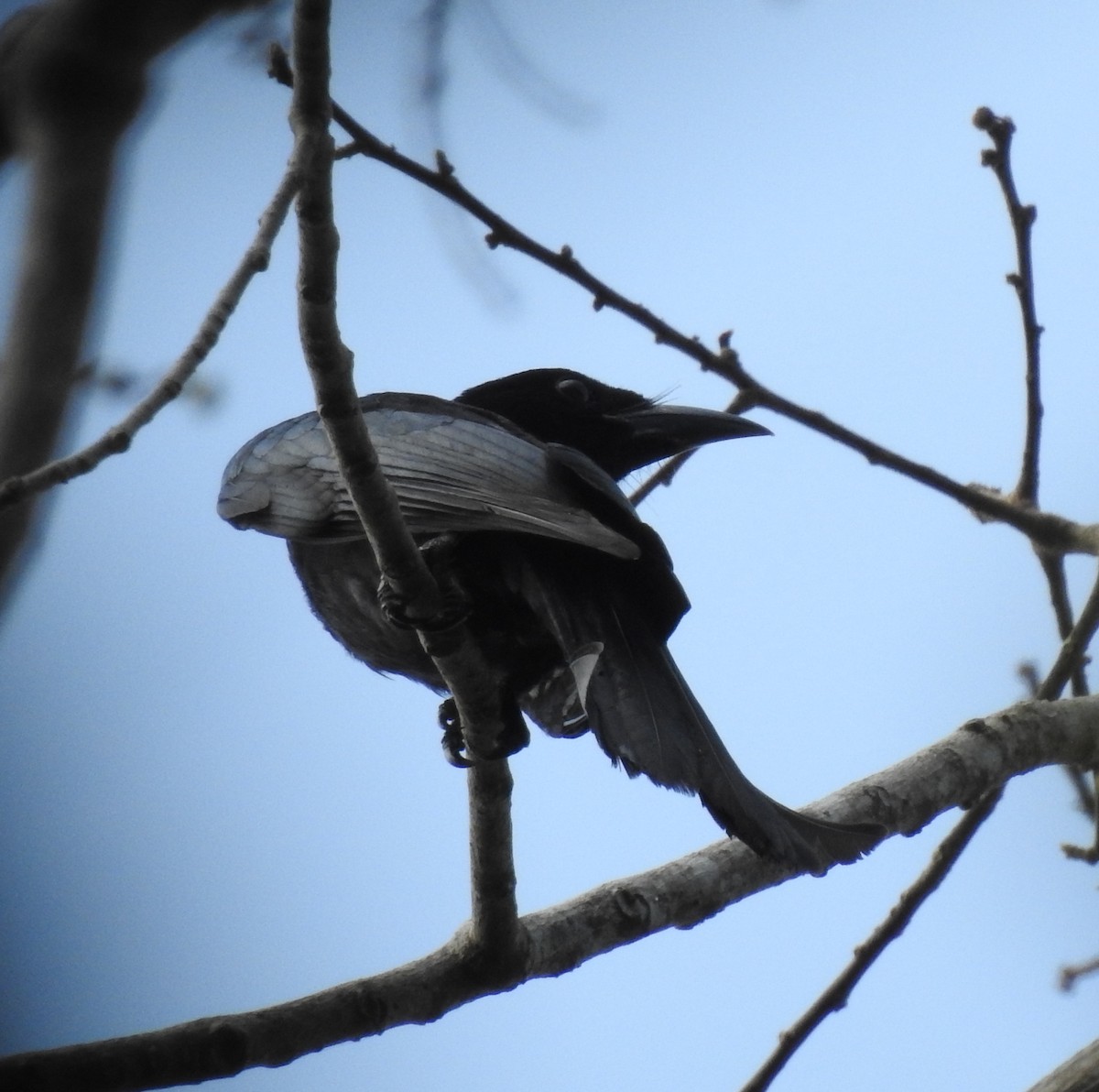 Crow-billed Drongo - ML397764551