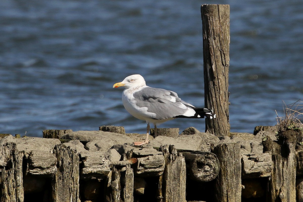 Lesser Black-backed Gull (taimyrensis) - ML397764821