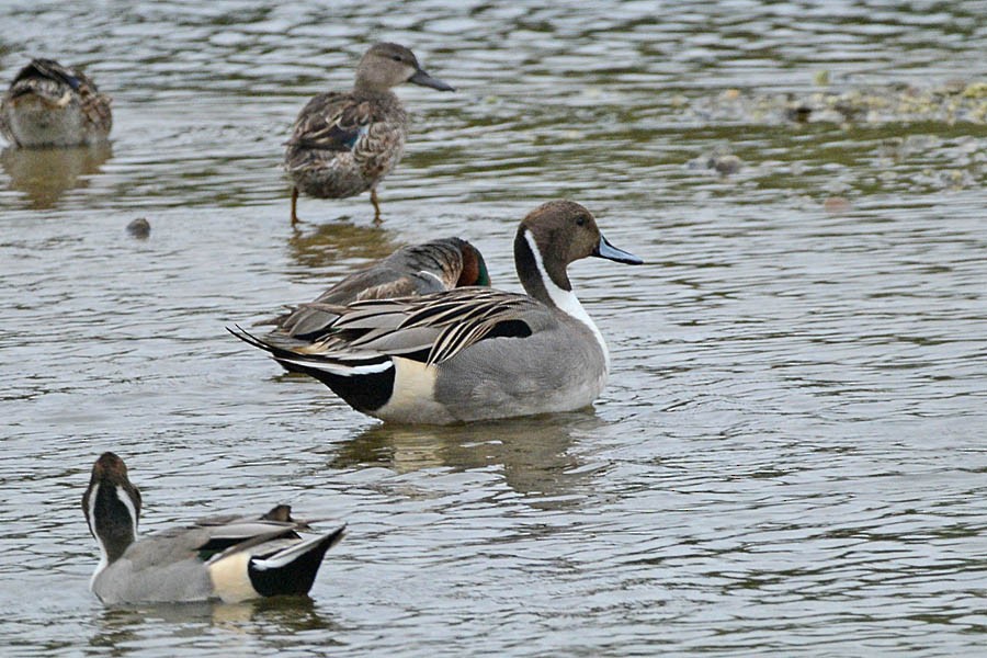 Northern Pintail - Troy Hibbitts