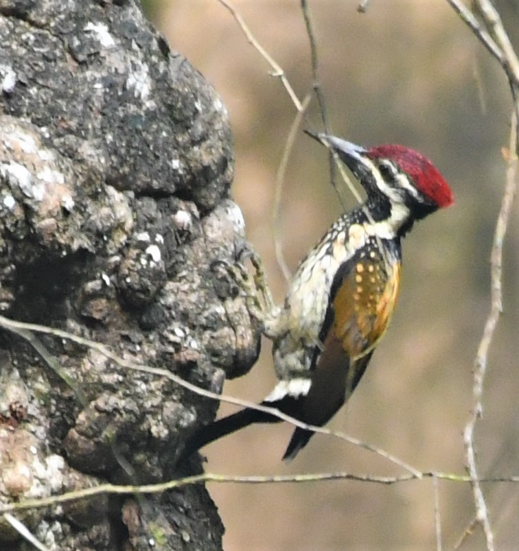 Black-rumped Flameback - Sunanda Vinayachandran