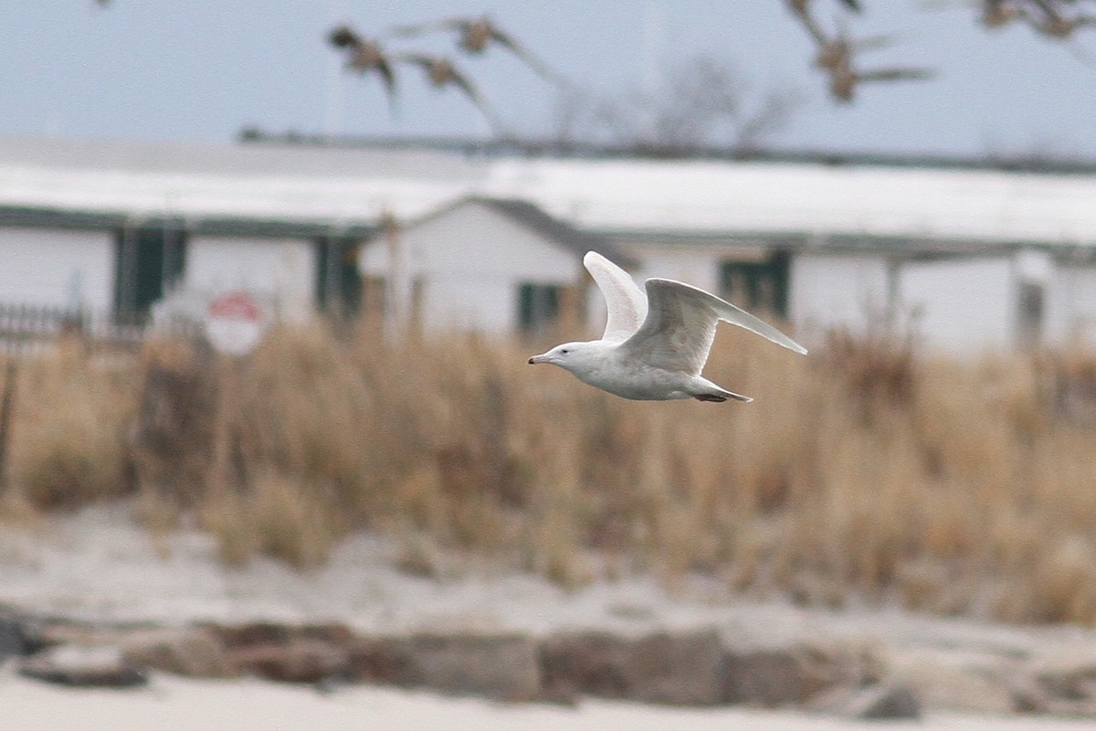 Glaucous Gull - ML397769001