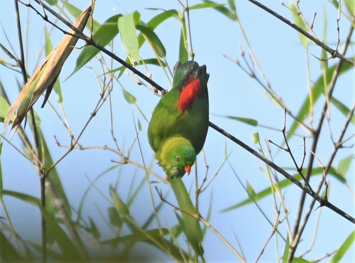 Vernal Hanging-Parrot - ML397769561