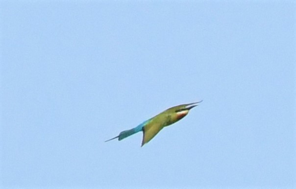 Blue-tailed Bee-eater - ML397769781