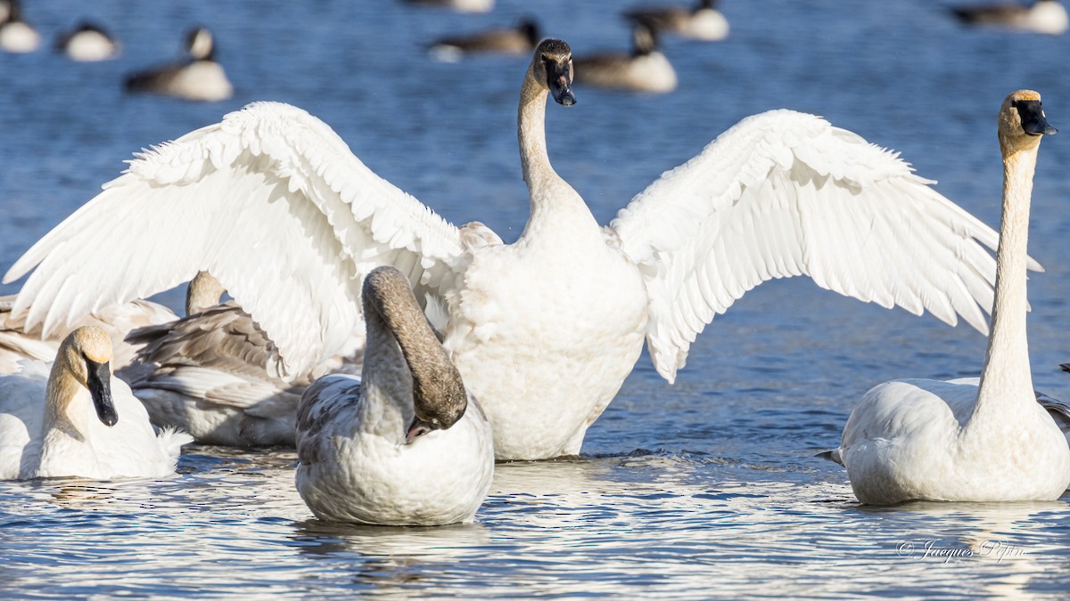 Trumpeter Swan - Jacques  Pepin