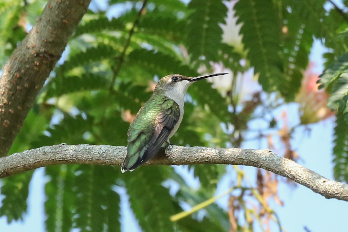 Ruby-throated Hummingbird - Marcus Hunt