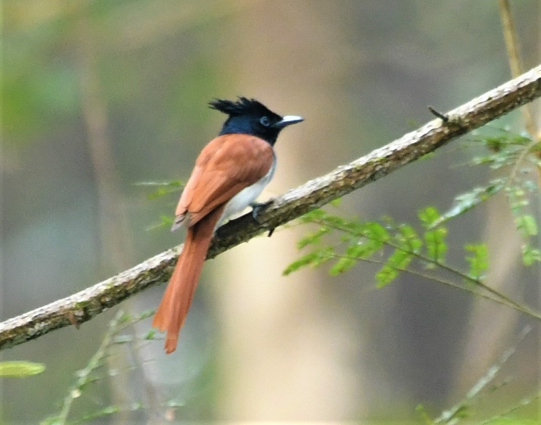 Indian Paradise-Flycatcher - ML397770761