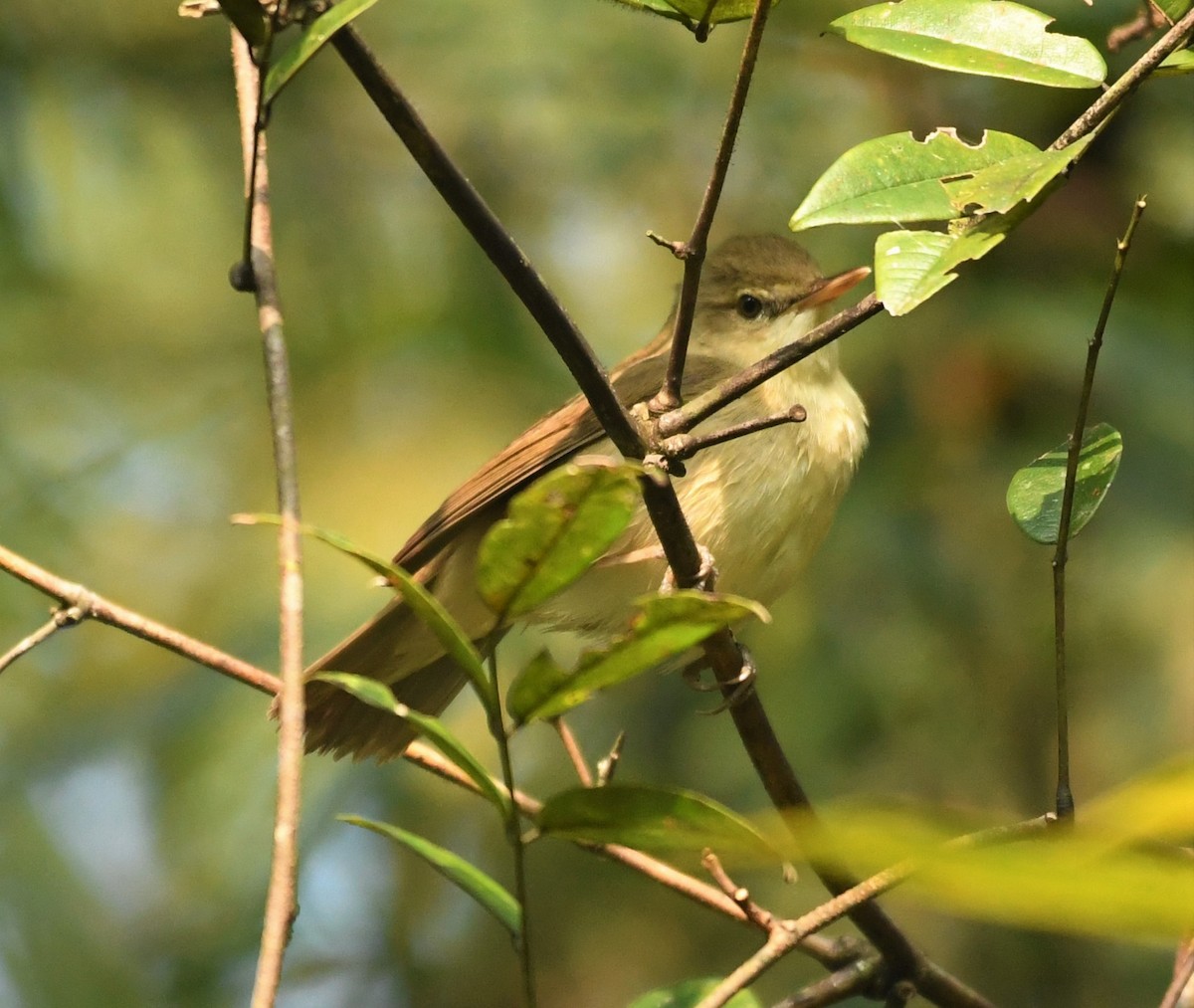 Blyth's Reed Warbler - ML397771161