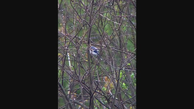 Mésange azurée - ML397771961