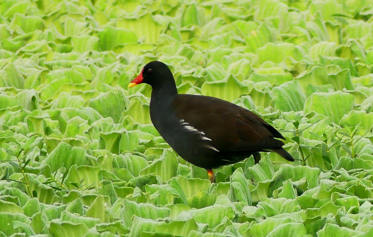 Eurasian Moorhen - ML397776221