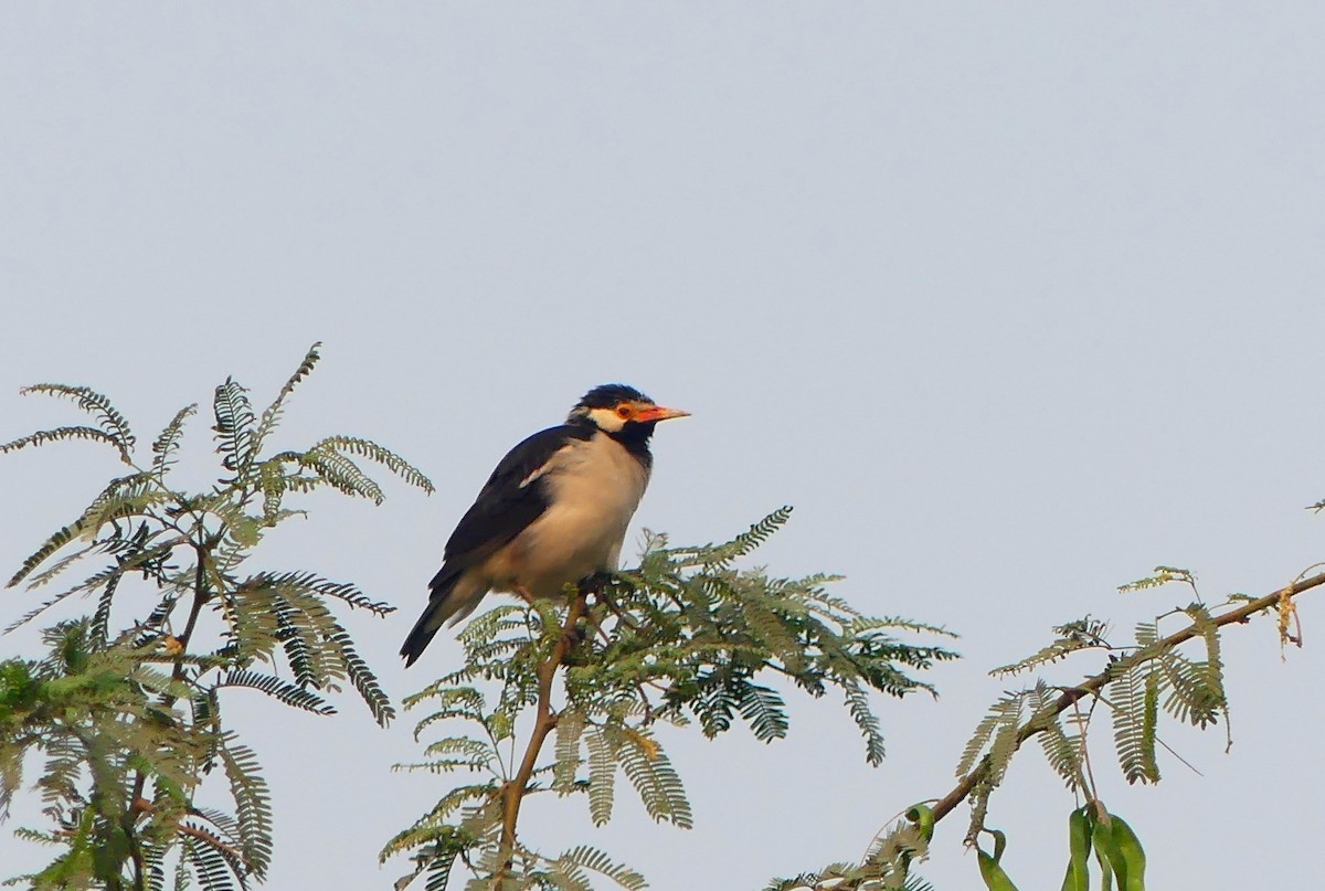 Indian Pied Starling - ML397776291