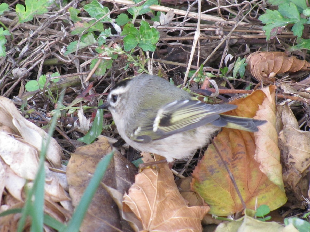 Golden-crowned Kinglet - ML39777641