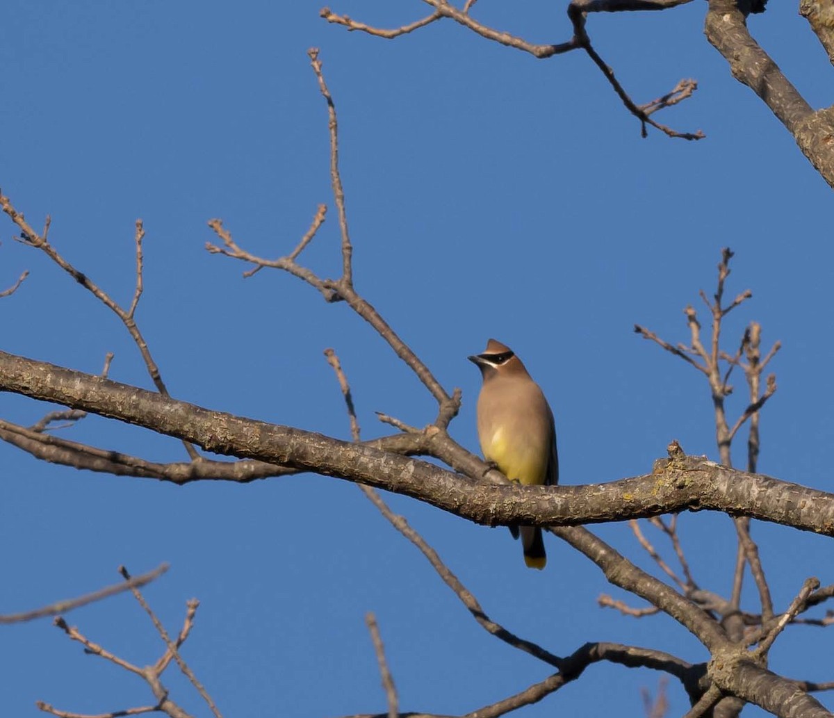 Cedar Waxwing - John Zempel