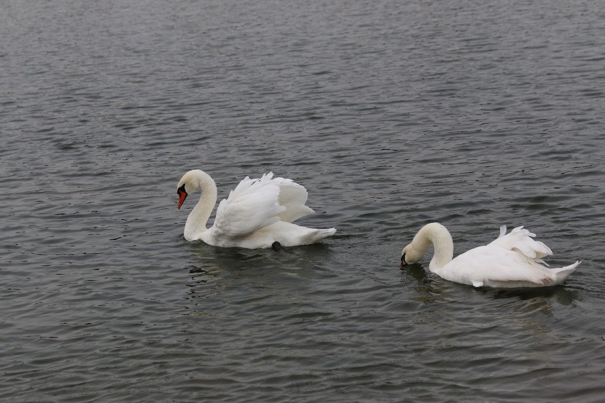 Mute Swan - ML39777661