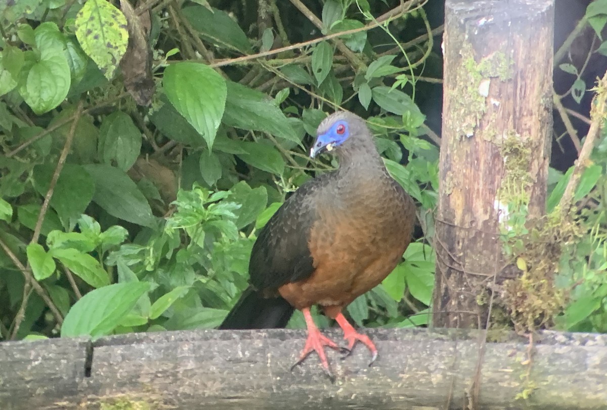 Sickle-winged Guan - Rhonda Schwartz