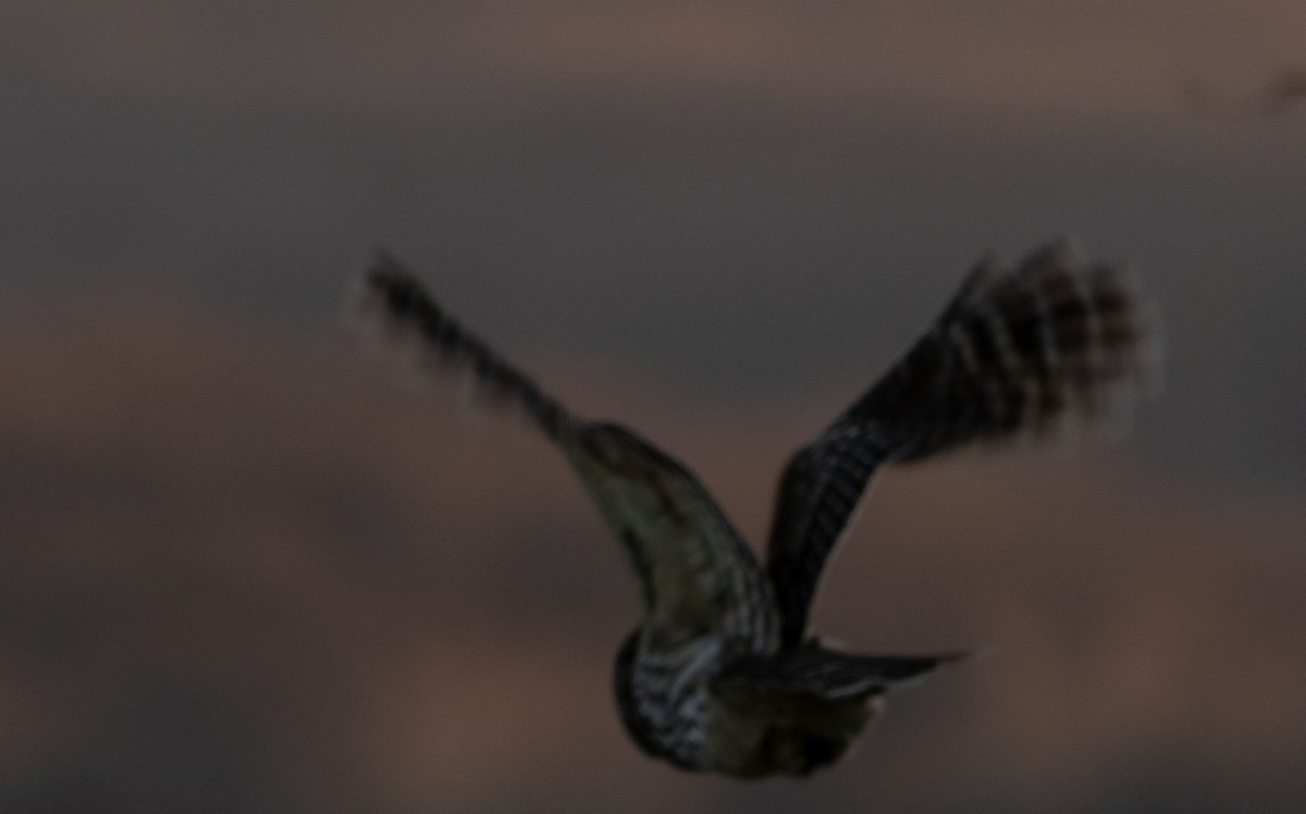 Barred Owl - John Zempel