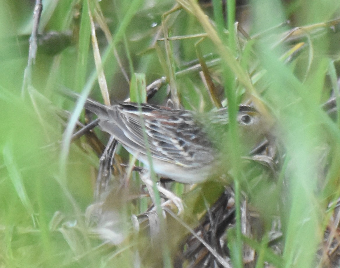 Grasshopper Sparrow - ML397780701