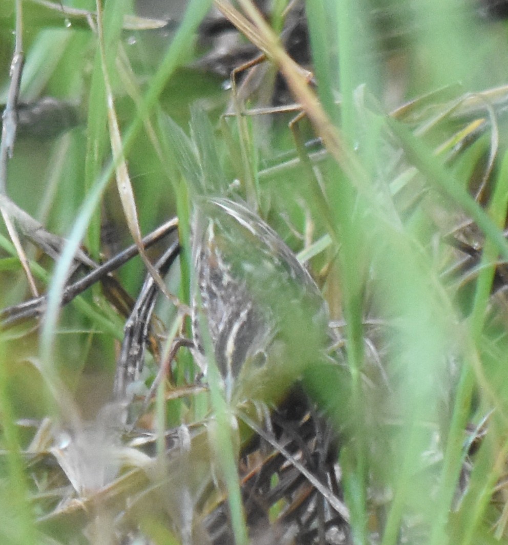 Grasshopper Sparrow - ML397780711