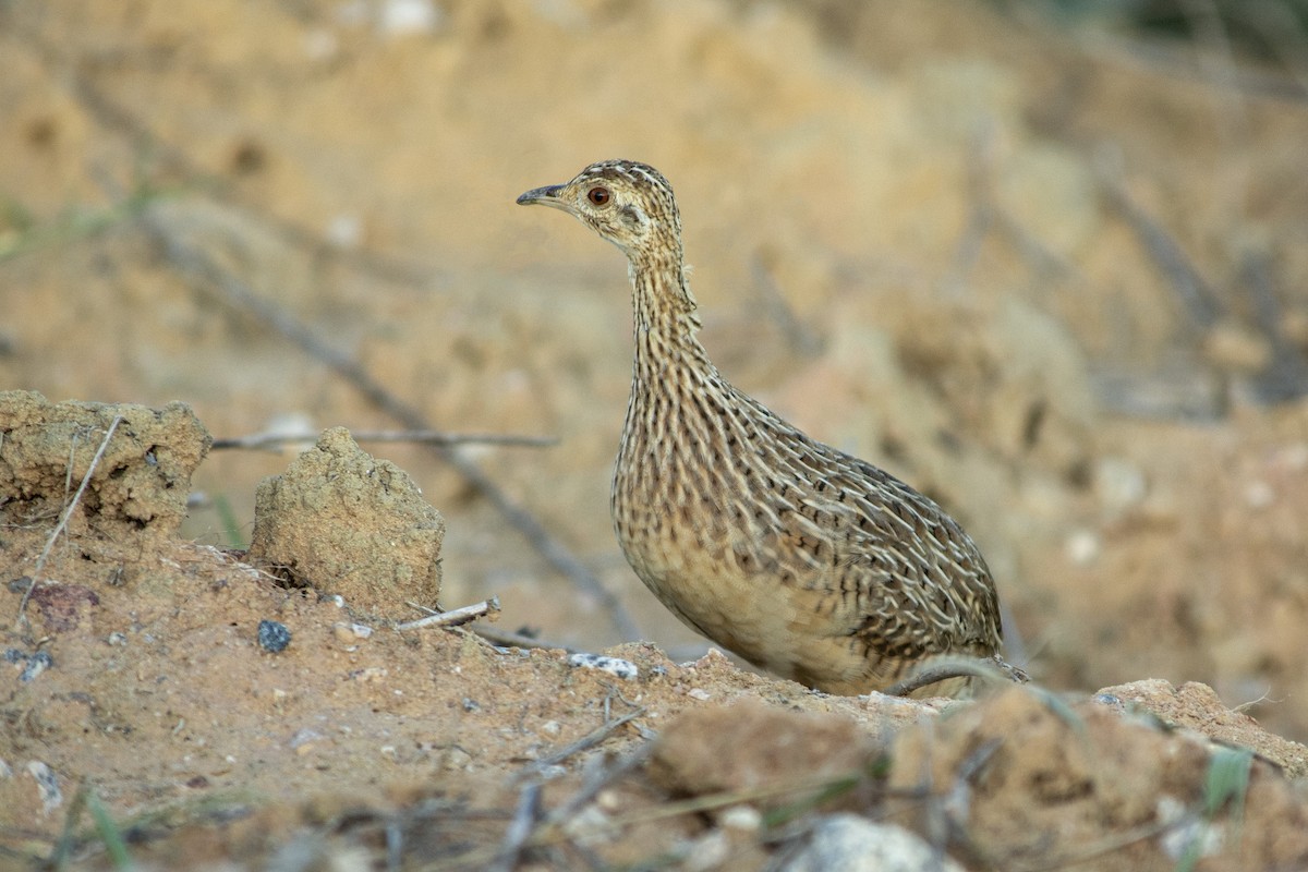 Tinamou tacheté - ML397781511