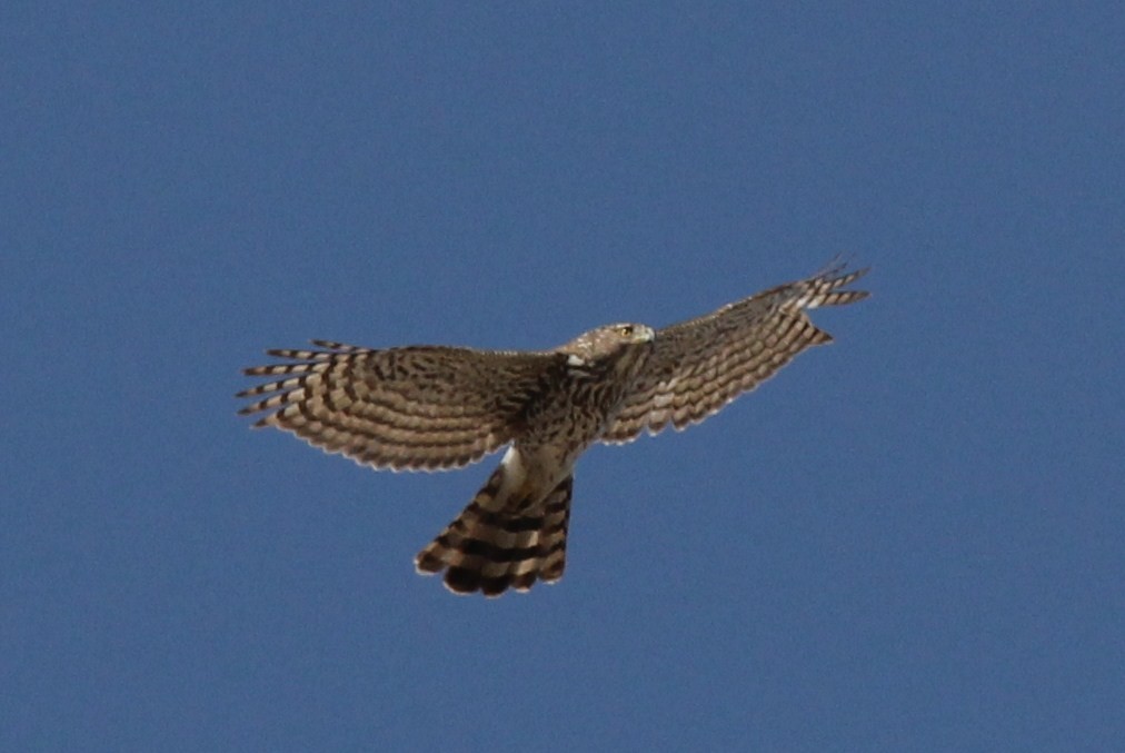 Cooper's Hawk - ML397782441