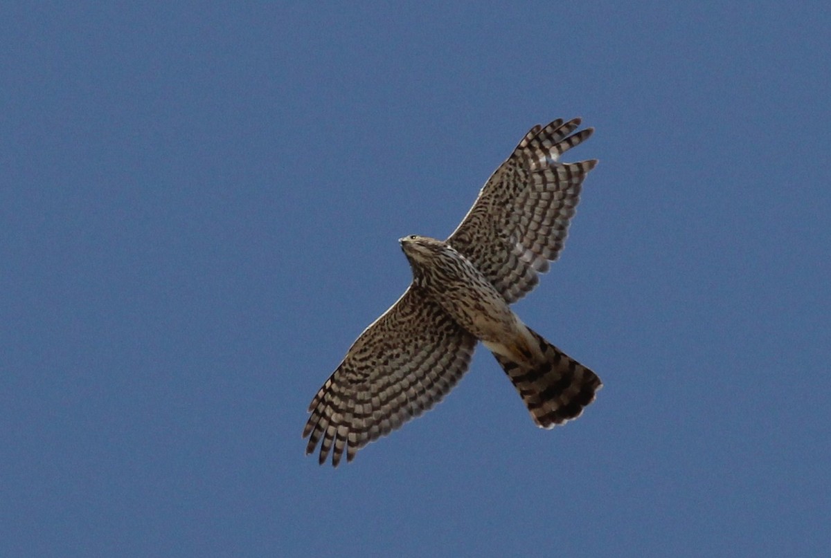 Cooper's Hawk - ML397782451