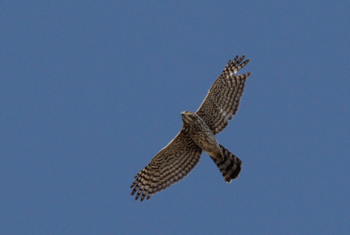 Cooper's Hawk - ML397782461