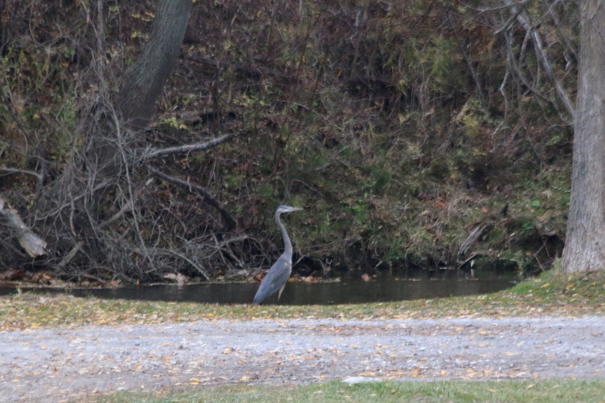 Great Blue Heron - ML39778261