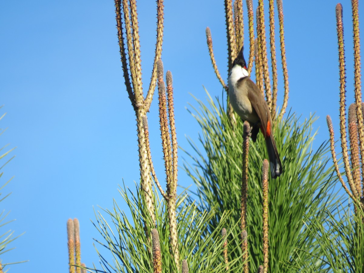 Red-whiskered Bulbul - Martin Bern