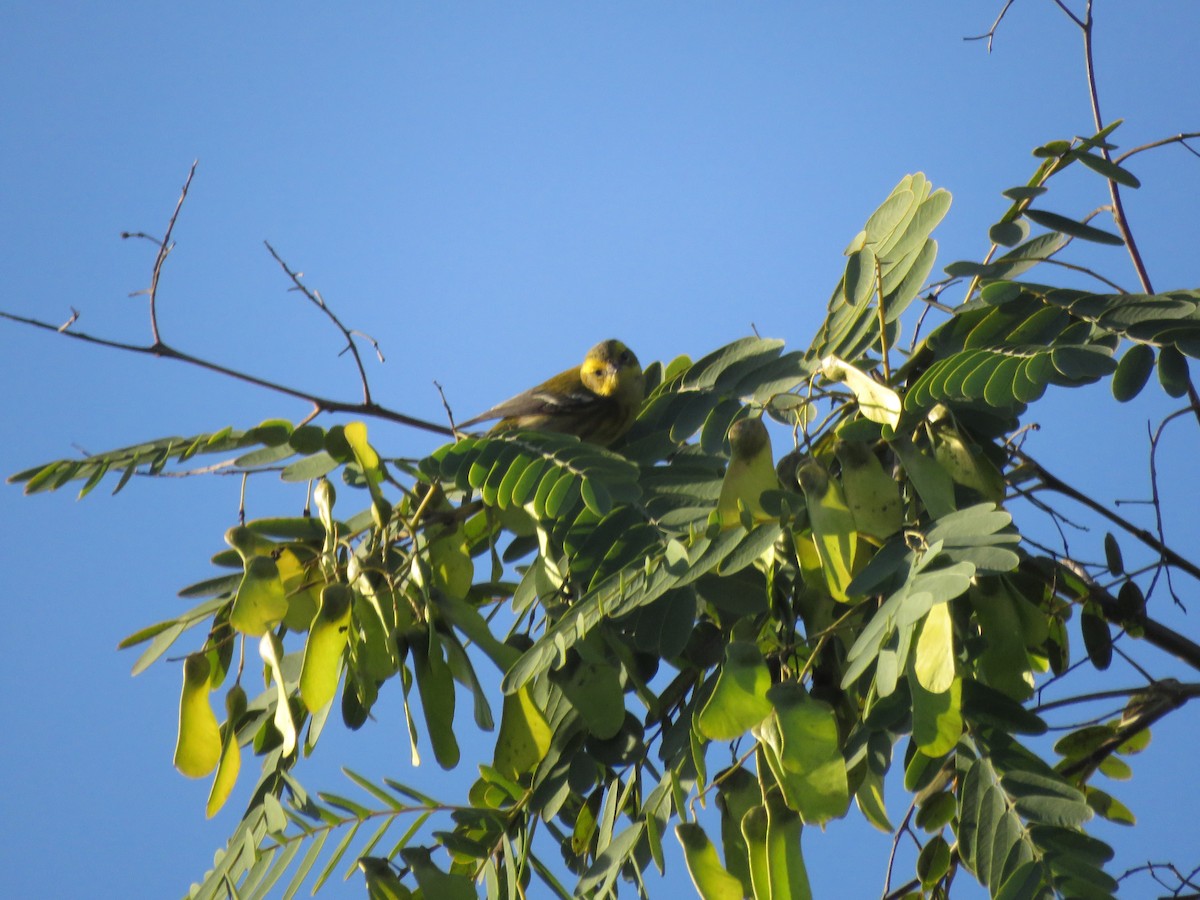 Black-throated Green Warbler - Martin Bern