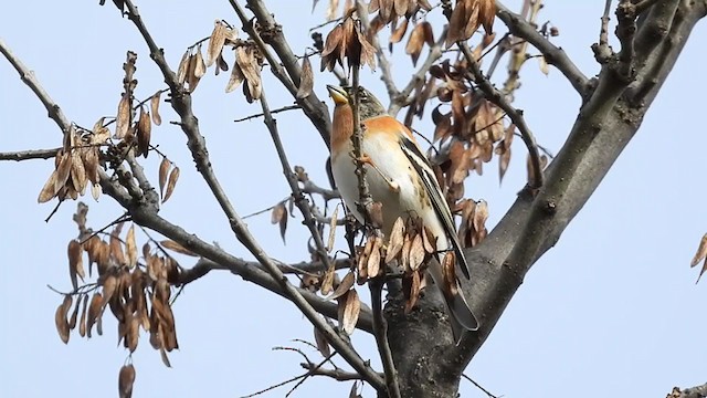 花雀 - ML397789181