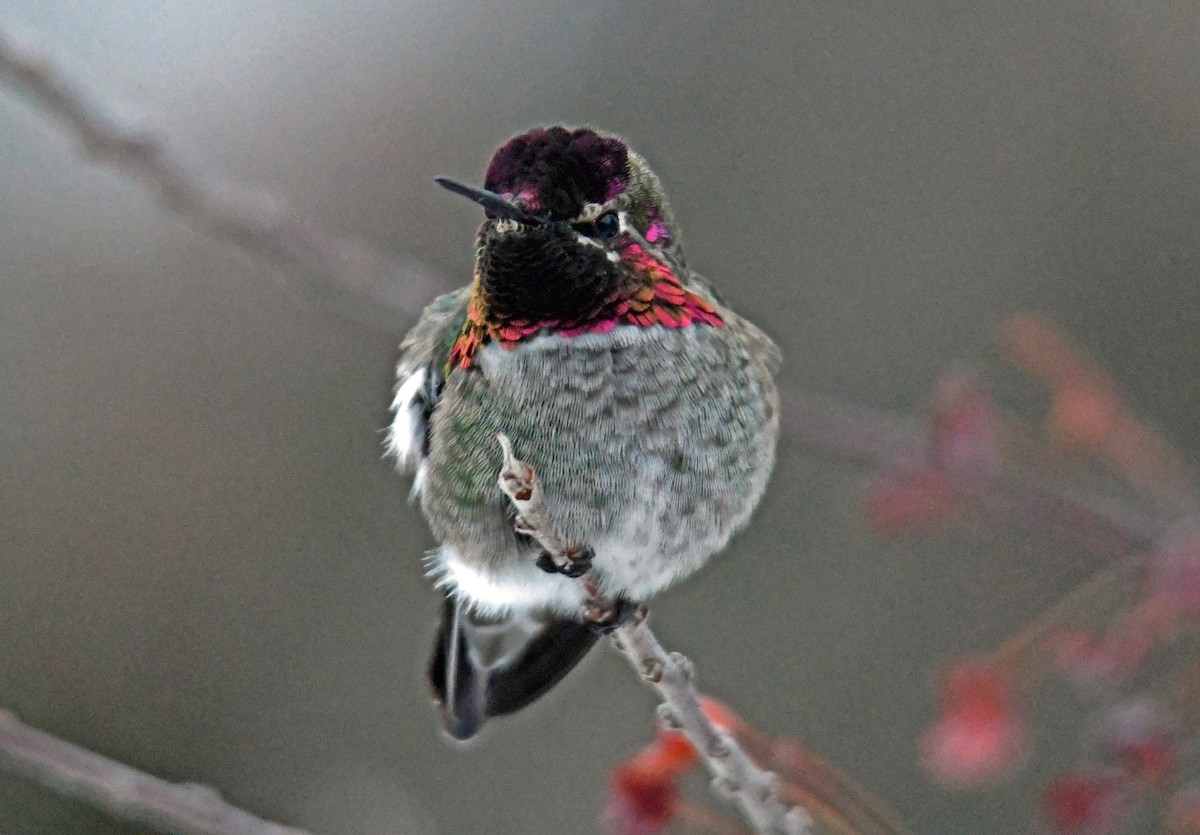 Anna's Hummingbird - ML397789591