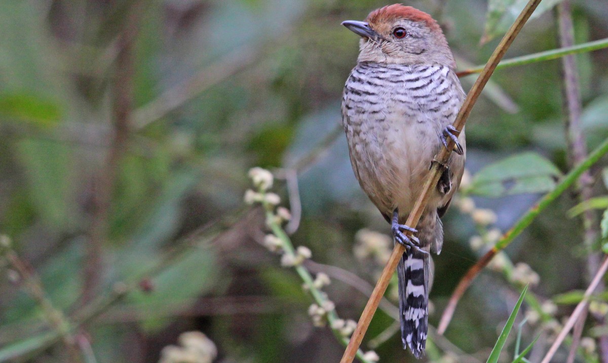 Rufous-capped Antshrike (Southern) - ML397790741