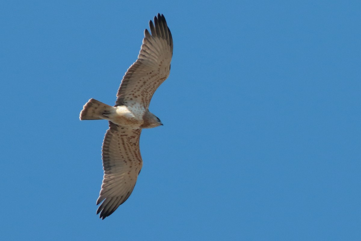 Short-toed Snake-Eagle - Alexandre Hespanhol Leitão