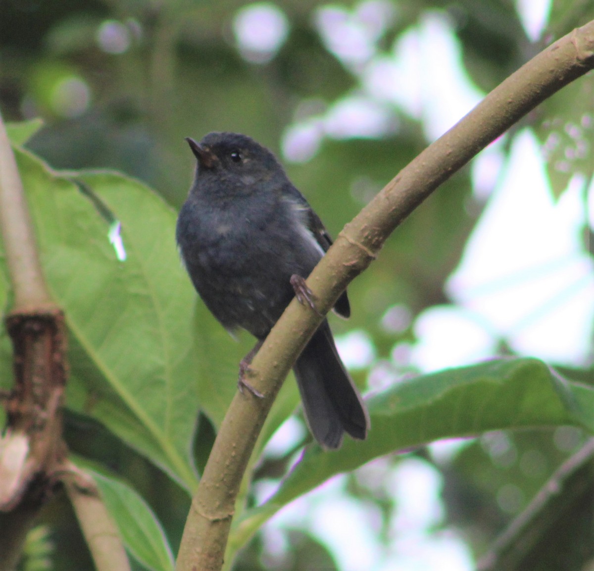 White-sided Flowerpiercer - ML397792761