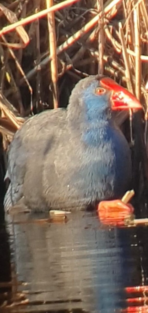 Western Swamphen - Vincent Van Den Nouland