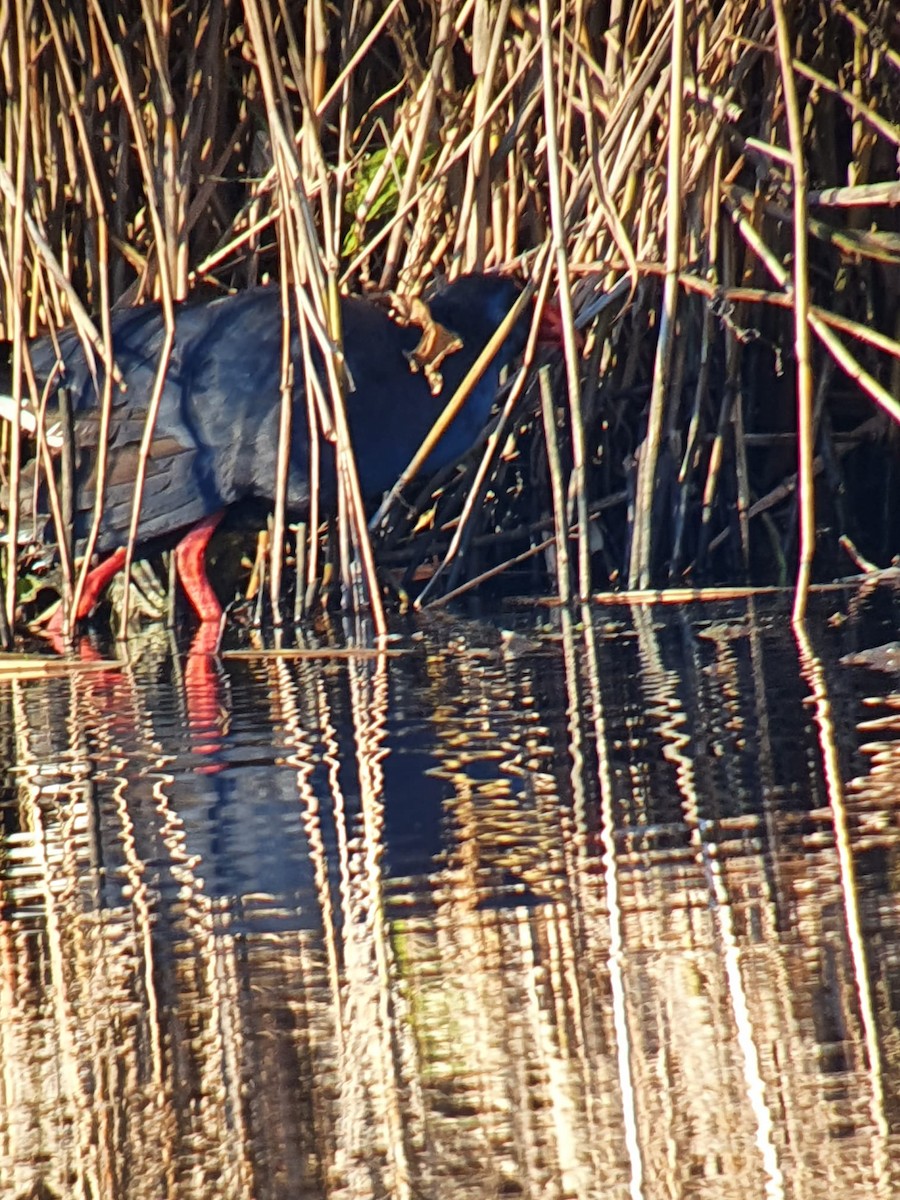 Western Swamphen - Vincent Van Den Nouland