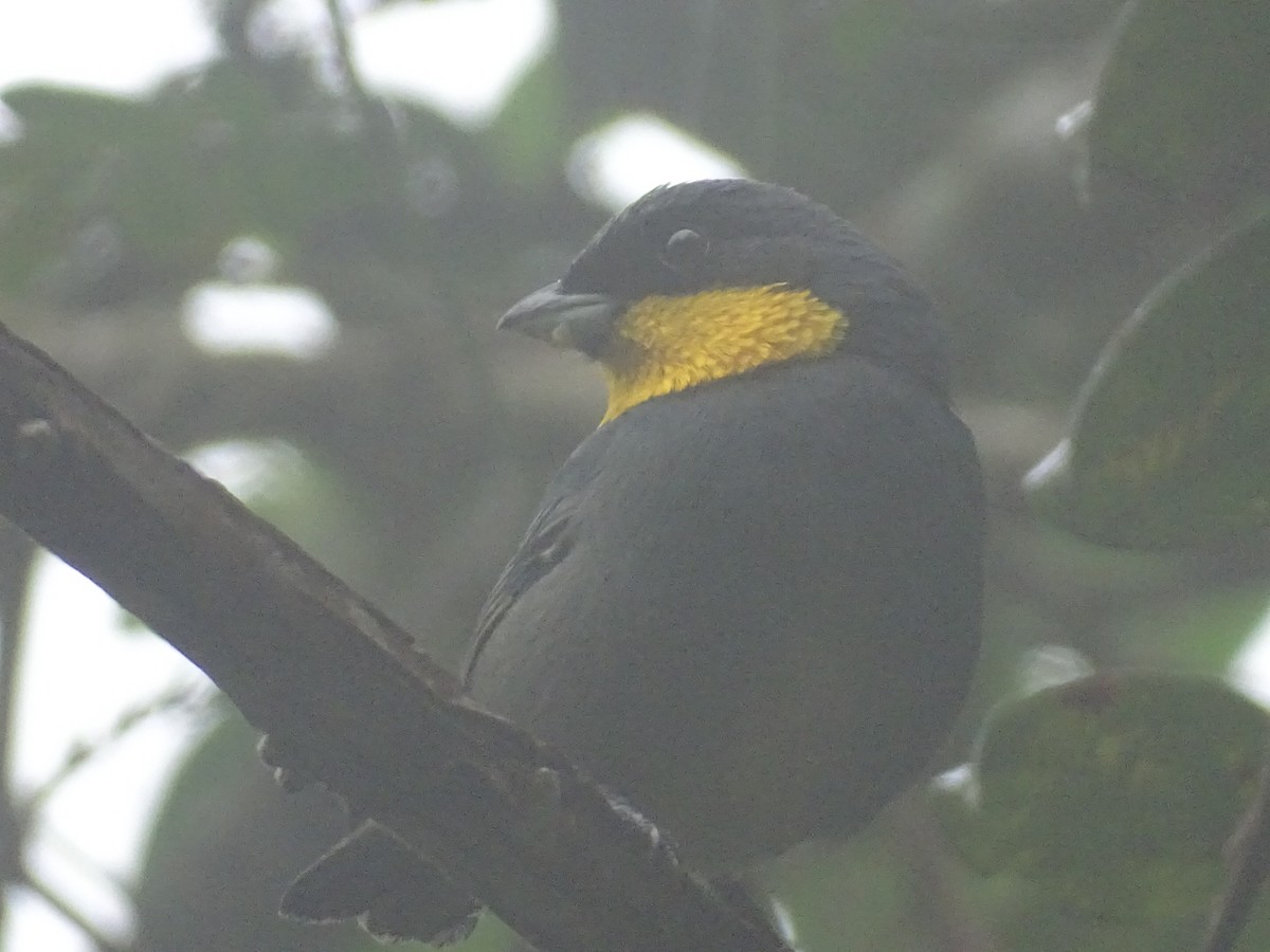 Purplish-mantled Tanager - Alexis Martínez D