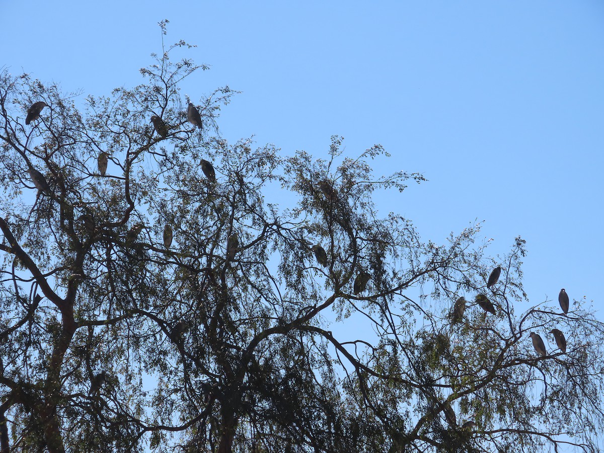 Black-crowned Night Heron - ML397795581