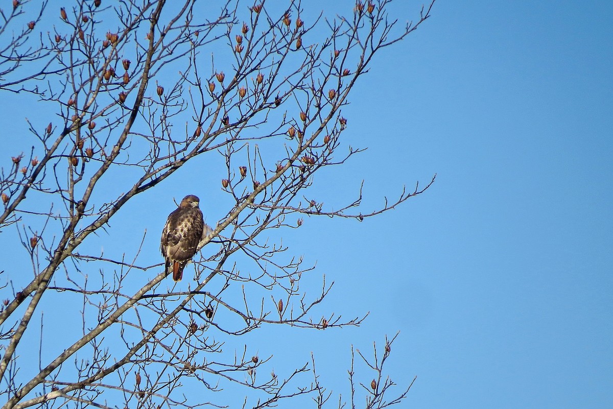 Red-tailed Hawk - ML39779571