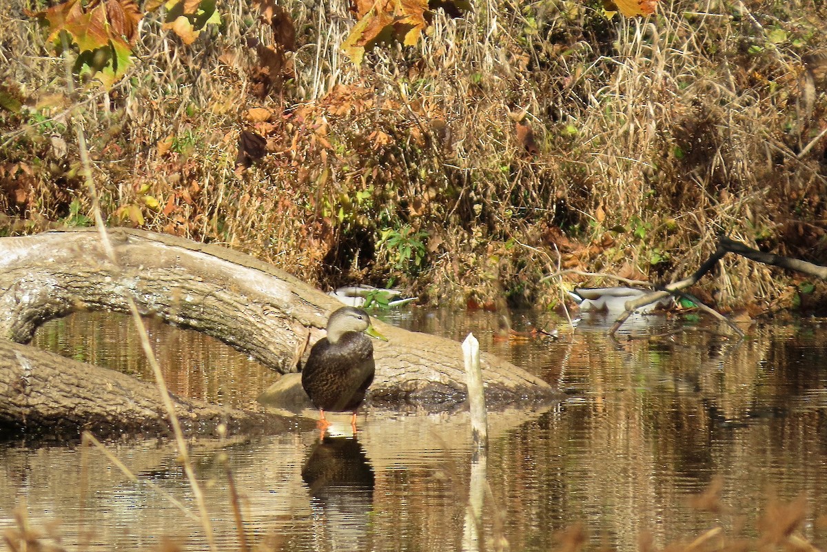 American Black Duck - ML39779601