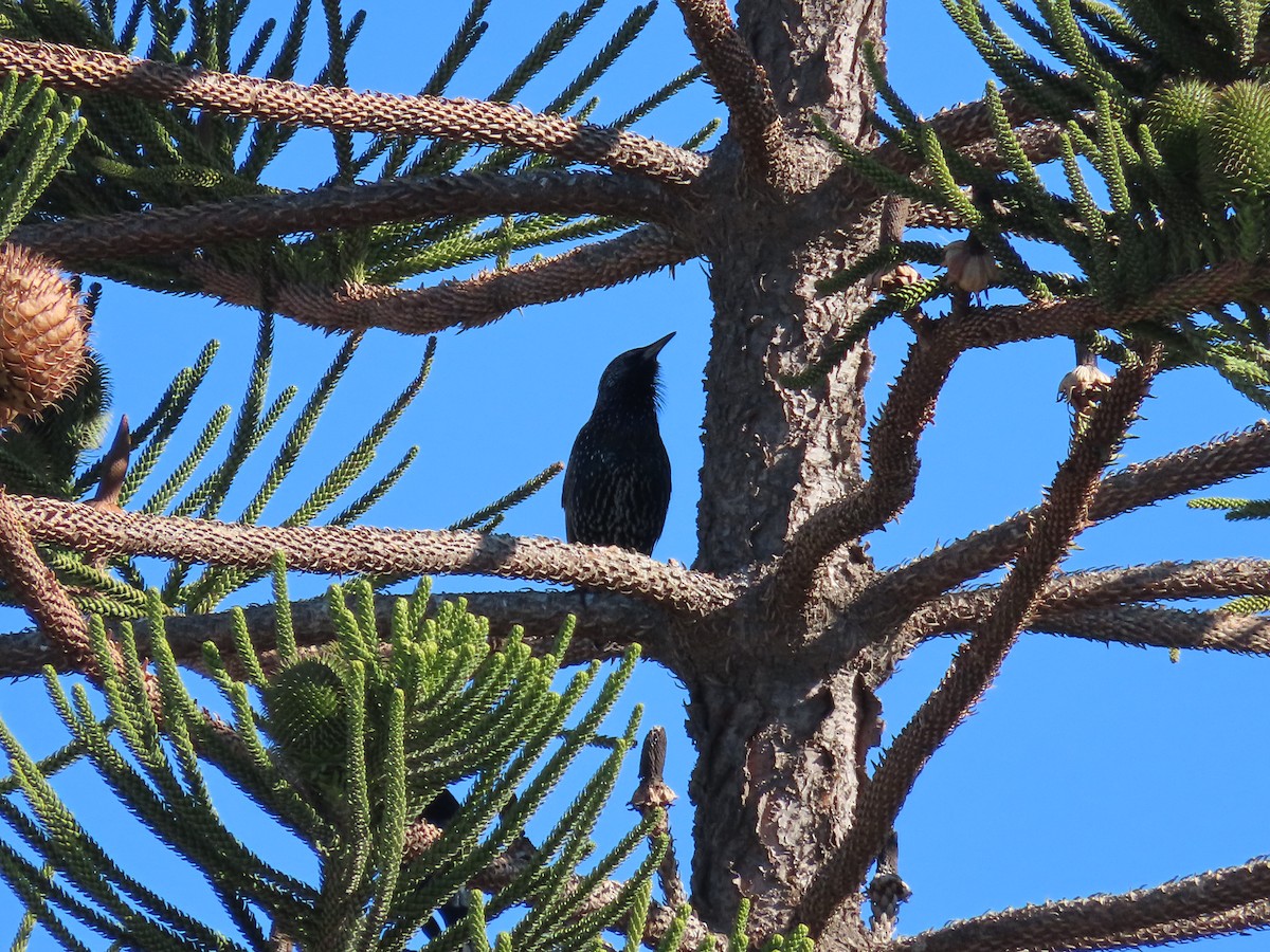 European Starling - ML397796201