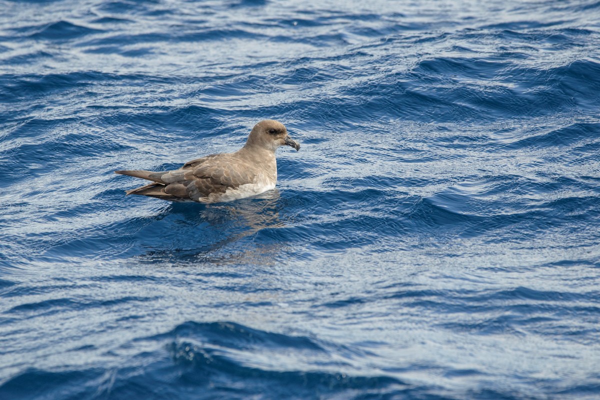 Atlantic Petrel - ML397796701